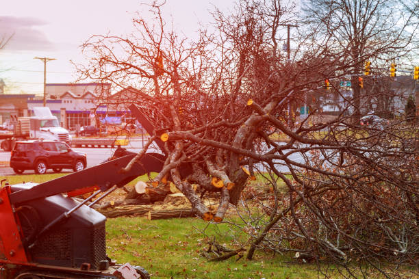 Best Utility Line Clearance  in Shenandoah, TX