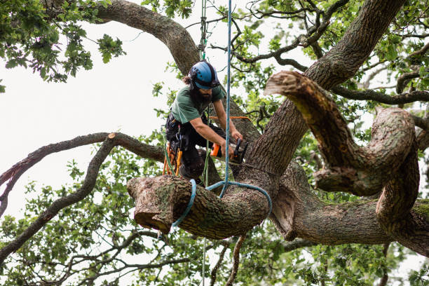 Best Tree Risk Assessment  in Shenandoah, TX