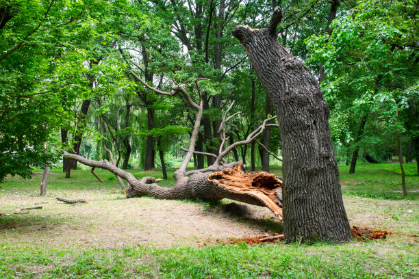 Lawn Renovation and Restoration in Shenandoah, TX